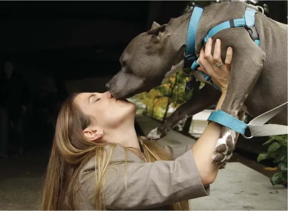  ?? Mitzi Bolanos gets a playful kiss from her dog, Bubba, while posing for photos at Lewis and Clark Law School in Portland, Ore. Some cities ban pit bulls and housing in cities that don't can be hard to come by, she said. She wanted to take 3-year-old, 65-p ??