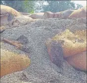  ?? HT PHOTO ?? Nearly 3,200 metric tonnes of wheat meant for PDS has rotted at the Pundri grain market.