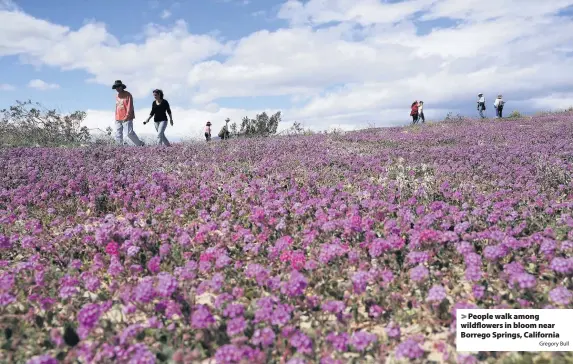  ?? Gregory Bull ?? People walk among wildflower­s in bloom near Borrego Springs, California