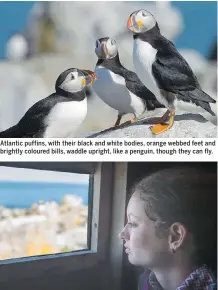  ??  ?? Atlantic puffins, with their black and white bodies, orange webbed feet and brightly coloured bills, waddle upright, like a penguin, though they can fly.