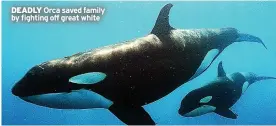 ?? ?? DEADLY Orca saved family by fighting off great white