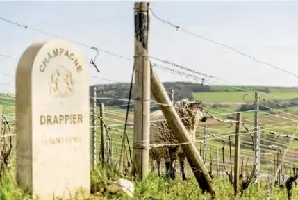  ?? ?? LE DOMAINE DRAPPIER A ÉTÉ L’UN DES PREMIERS À RÉDUIRE LE TAUX DE SULFITE.