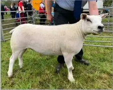  ?? ?? This ewe from Duncan Whyte was the Texel victor