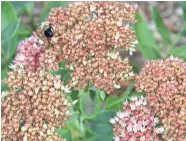  ?? JAN RIGGENBACH ?? Autumn Fire sedum has strong stems that are less likely than those of Autumn Joy to flop under the weight of the blossoms.