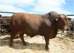  ?? Photos: Gavin Isted ?? ABOVE: The highest-priced Brangus bull, T+ 15 31, which sold for R140 000.ABOVE RIGHT: From left: Walter Kotze (seller, Twee Plus Brangus Stud), Morné Verster (buyer, Le Roc Stud) and Flippie Kotze (seller, Twee Plus Brangus Stud).