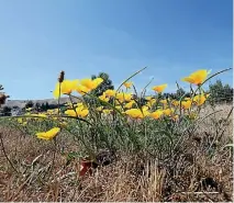  ?? PHOTO: SCOTT HAMMOND/STUFF ?? Blenheim recorded near average sunshine, but it was still not enough to beat Richmond for the 2017 crown of sunniest town in NZ.