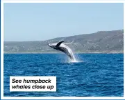  ?? ?? See humpback whales close up