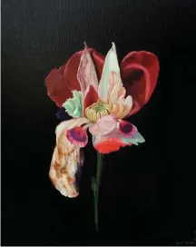  ??  ?? Chrysanthi­pa Magnoliace­ae, Hybrid No. 10, oil on canvas, 51 x 41 cm (20 x 16")