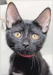  ?? SPECIAL TO THE ST. CATHARINES STANDARD ?? Ezra can be adopted from Lincoln County Humane Society.