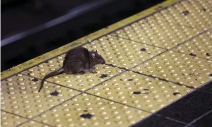  ?? ?? New York City leaders have been trying to control the rodent population for generation­s, with mixed results. Photograph: Richard Drew/AP