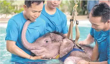  ??  ?? Six month-old baby elephant ‘Clear Sky’ receives assistance from her guardians during a hydrothera­py session at a local clinic in Chonburi. — AFP photo