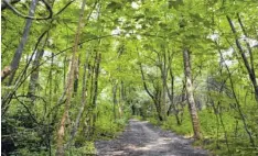  ?? Foto: Landschaft­spflegever­band Stadt ?? Wie im Dschungel sieht es im Norden von Augsburg am Lech aus. Da gibt es viel zu entdecken.