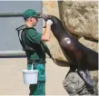  ??  ?? A zoo worker helps keep the seals cool in Dublin Zoo yesterday