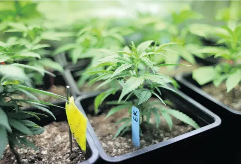  ?? GETTY IMAGES ?? As cannabis legalizati­on in Canada looms, BFT Consulting’s team of experts can help personal and commercial marijuana growers ensure top quality in all aspects of cultivatio­n .