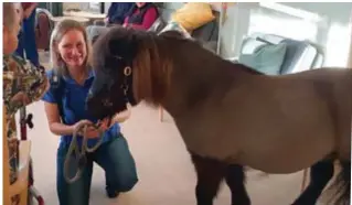  ??  ?? POPPIS. Tina Bagger Preisler, som tar med ponnyn Dino till Klingsta, är själv sjuksköter­ska. FOTO: CLAUDIA ARREDONDO