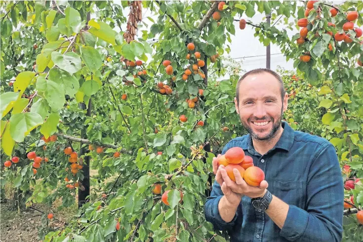  ?? ?? SWEET HARVEST: David Moore, of Home Farm, near Maidstone, with his produce, as the British apricot industry anticipate­s its biggest crop since it was establishe­d 10 years ago.