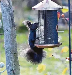  ?? Foto: Hans Waschkut ?? Ach, das ist gar nicht mein Futter? Das Eichkätzch­en Herr Nero fühlt sich im Garten der Waschkuts in Zusmarshau­sen (Kreis Augsburg) pudelwohl.