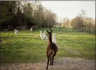  ?? (Special to The Washington Post/Tim Coppens) ?? Winter (foreground), a 4-year-old llama, frolics on a research farm in Belgium with other llamas and alpacas. Antibodies produced by the herd show promise in the quest for a remedy for the coronaviru­s.