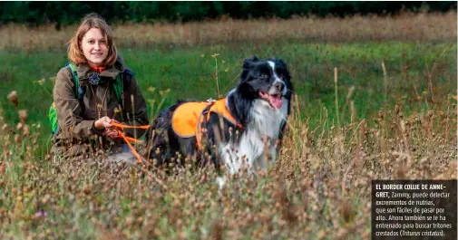  ??  ?? EL BORDER COLLIE DE ANNEGRET, Zammy, puede detectar excremento­s de nutrias, que son fáciles de pasar por alto. Ahora también se le ha entrenado para buscar tritones crestados ( Triturus cristatus).