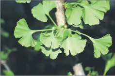  ??  ?? Gingko leaves are prized for herbal remedies.