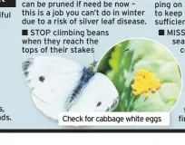  ??  ?? Check for cabbage white eggs