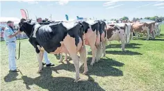  ?? ?? Almost 1,000 beef and dairy cattle will be on show.