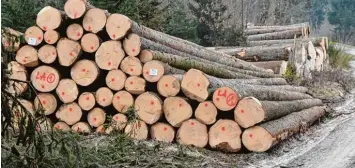  ?? Foto: Marcus Merk ?? Auch wenn diese Aufnahme etwas anderes vermuten lassen könnte: Die Waldbesitz­er der Forstbetri­ebsgemeins­chaft Augsburg Nord haben 2016 weit weniger Holz eingeschla­gen als in den Vorjahren.