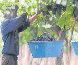  ??  ?? EL DATO. EN MENDOZA SE PRODUCE MAS DE LA MITAD DEL VINO ARGENTINO.