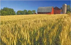  ?? Getty Images ?? TOP RIGHT: Young South Africans are in high demand on farms in English-speaking countries such as the US and Australia. This offers recent graduates an opportunit­y to gain practical experience.