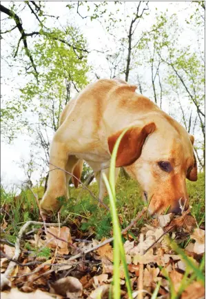  ?? PHOTO BY STEVE MACNAULL ?? Liza, the two-year-old yellow Labrador retriever, sniffs out truffles in Slovenia.