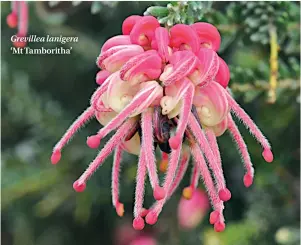  ??  ?? Grevillea lanigera ‘Mt Tamboritha’