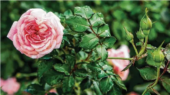  ?? Brett Coomer / Houston Chronicle ?? ‘Sweet Drift Pink’ roses, which bloom from April to October, make a colorful statement in the garden.