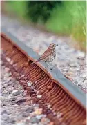  ?? DAVID CAMPBELL/WILDSTARTS ?? A fine line: A song thrush perches on the KESR line, where a major two-year environmen­tal survey is being carried out.