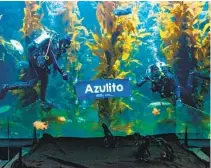  ?? BIRCH AQUARIUM ?? Divers reveal the name of Azulito, one of Birch Aquarium’s little blue penguins. The name was chosen through public voting.