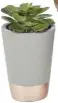  ??  ?? LONG LIFE Succulent in pot, £20 for three, Bundleberr­y for QVCUK.COM