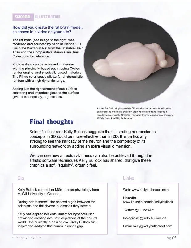  ??  ?? Above: Rat Brain - A photoreali­stic 3D model of the rat brain for education and reference of external anatomy. Brain was sculpted and textured in Blender referencin­g the Scalable Brain Atlas to ensure anatomical accuracy. © Kelly Bullock. All Rights Reserved.