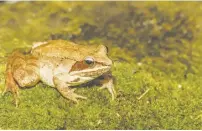  ?? (Photo from Dreamstine royalty-free images.) ?? An unfrozen wood frog on the grass.