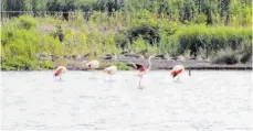  ??  ?? Diese Flamingos leben im Zwillbrock­er Venn.