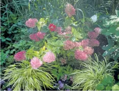  ??  ?? A single red dahlia blossom pokes its head through a cloud of soft-pink ‘Zinfin Doll' hydrangea blossoms in the author's shade border.