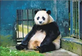  ?? China Conservati­on and Research Center for the Giant Panda ?? CAO CAO, who was raised in captivity, gave birth to the first twin giant panda cubs born to a wild male panda and a female sent back into the wild to mate.