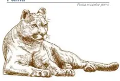  ?? Puma concolor puma ??
