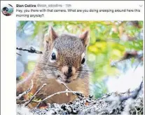  ?? TWITTER IMAGE ?? This squirrel was one of Stan Collins’ popular tweets.
