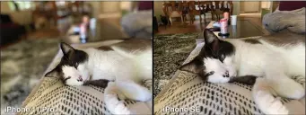  ??  ?? If you want Portrait Mode shots of your pets, you’ll have to pay more for an iphone with dual rear cameras