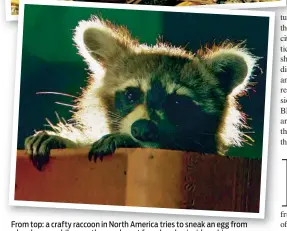  ??  ?? From top: a crafty raccoon in North America tries to sneak an egg from a hen house, while a mother peeks out from her den inside a chimney