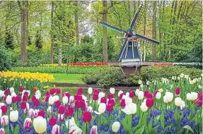  ??  ?? A stunning Dutch spring landscape adorned with colourful fresh tulips.