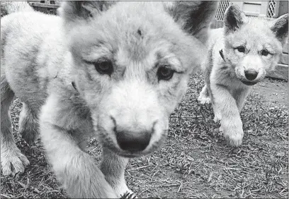  ?? [RENAUD PHILIPPE/THE NEW YORK TIMES] ?? These wolf pups are at Zoo Academie, a combinatio­n zoo and training facility on the southern bank of the St. Lawrence River in Quebec that studies how wolves relate to their environmen­t and humans.