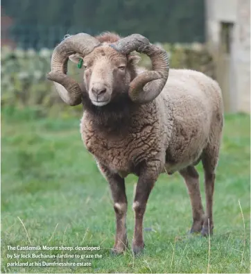  ??  ?? The Castlemilk Moorit sheep, developed by Sir Jock Buchanan-jardine to graze the parkland at his Dumfriessh­ire estate