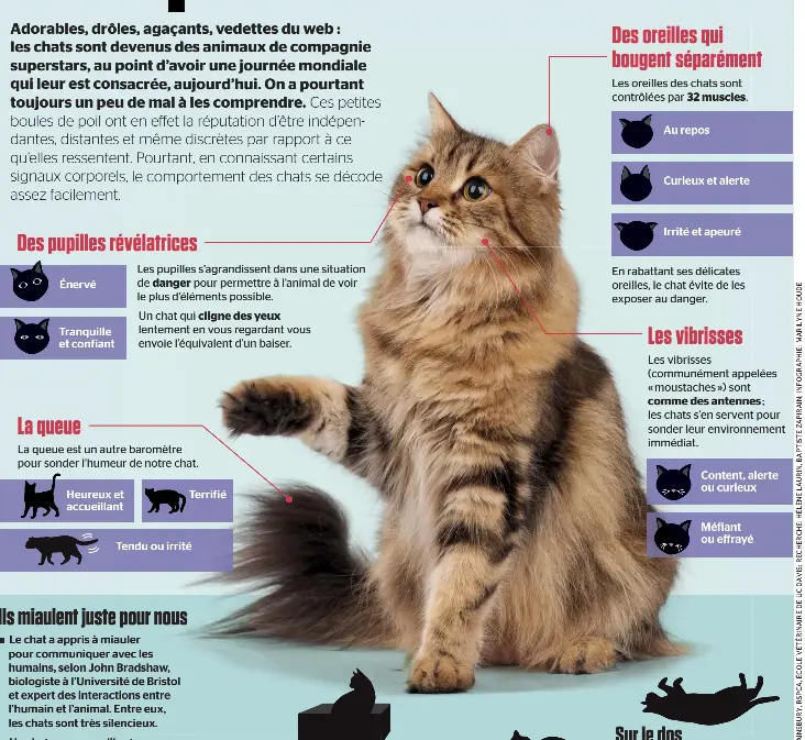 Comprendre Son Chat Pressreader