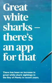  ?? ?? There has been an increase in great white shark sightings in the Bay of Plenty in recent years.