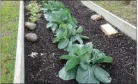  ?? (Special to the Democrat-Gazette) ?? These lettuce plants and cabbages have taken winter in their stride so far.